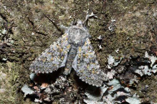 Réf. 214 558 : Polymixis xanthomista